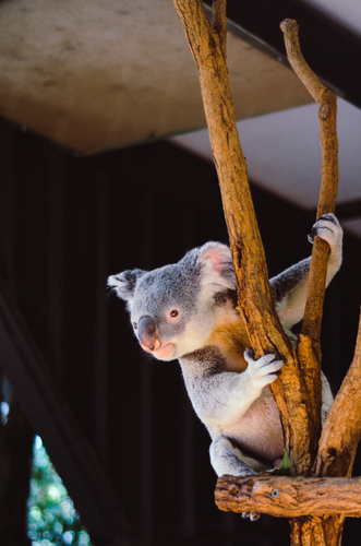Koala op een tak