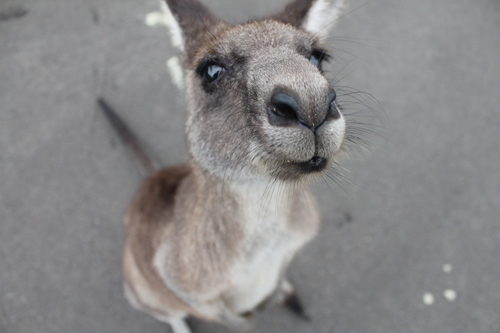 Sniffing kangaroo