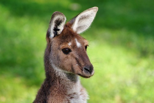 Jonge kangoeroe