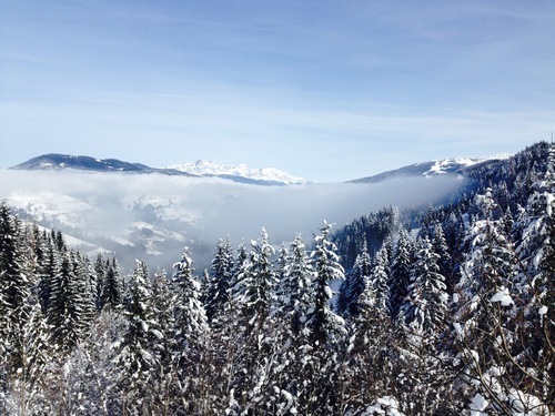 Snow-covered pines