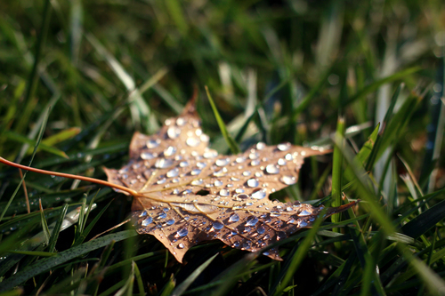 Fallen leaf with drops