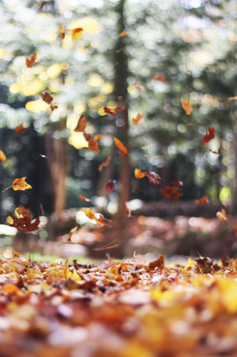Padající listí