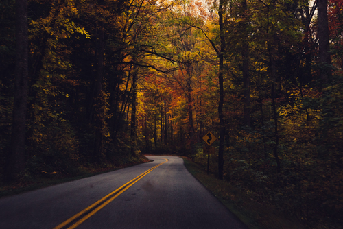 Autumn trees on the road