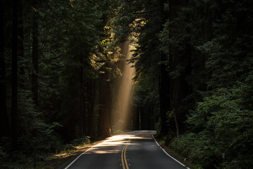 Thick forest with empty road