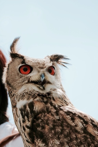 Hibou aux yeux rouges