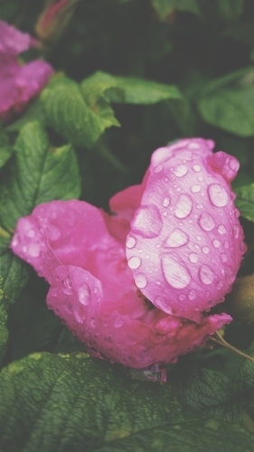 Rose petals with dew