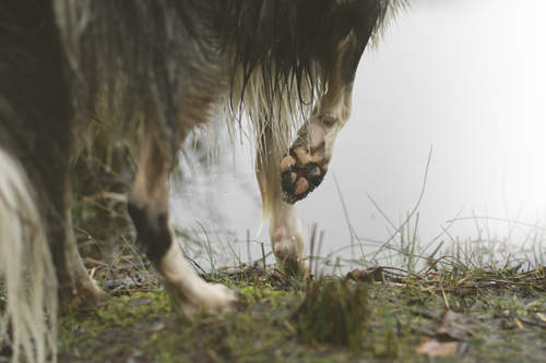 Köpek pençeleri