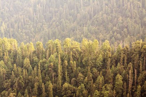 Thick forest from above