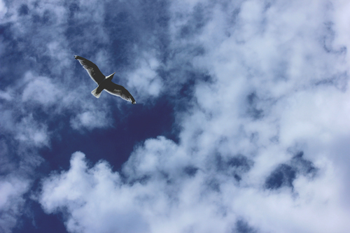 Cielo con aves