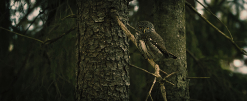 Owl stående på en gren