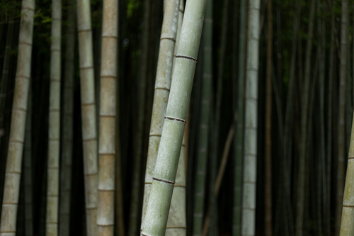Floresta de bambu