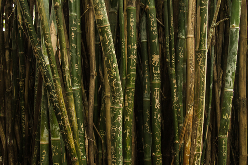 Bambu grafiti