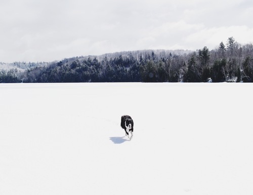 Chien de montagne canadienne enneigée