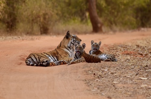 Tigre con bebés