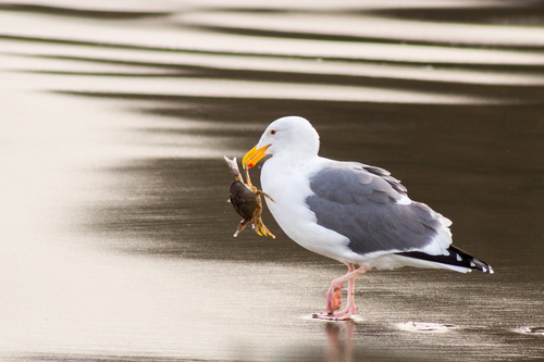 Seagull with dinner