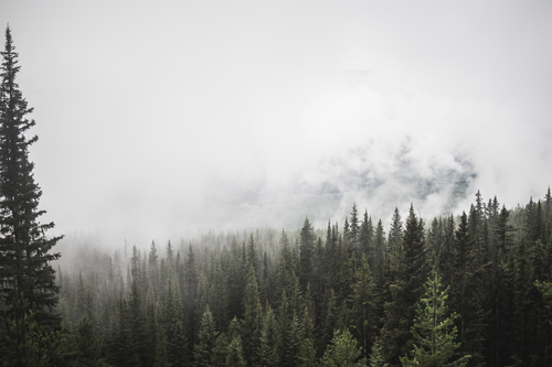 Bosque niebla canadiense
