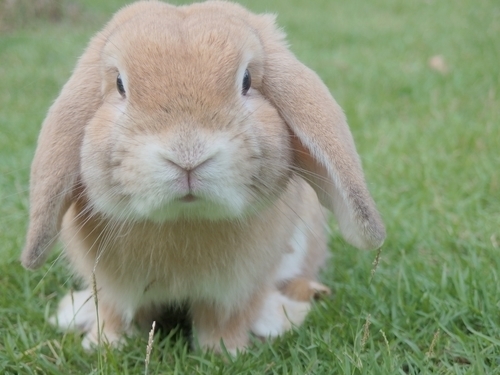 Sevimli tavşan