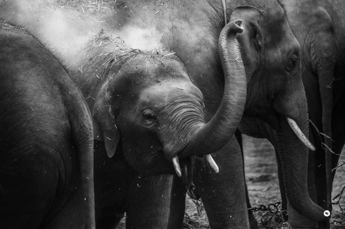 Elefanter bild