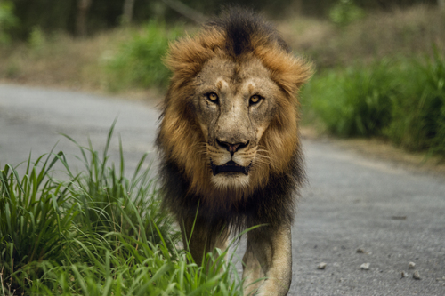 Leão no parque biológico de Bannerghatta
