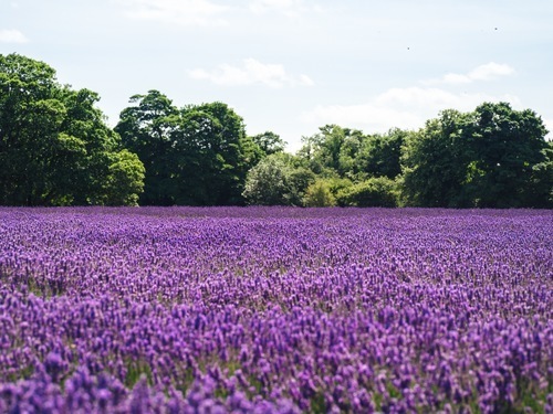 Lavendelfält i Banstead