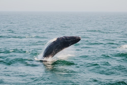 Balenă în Bar Harbor