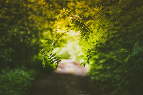 Caminho entre ramos verdes