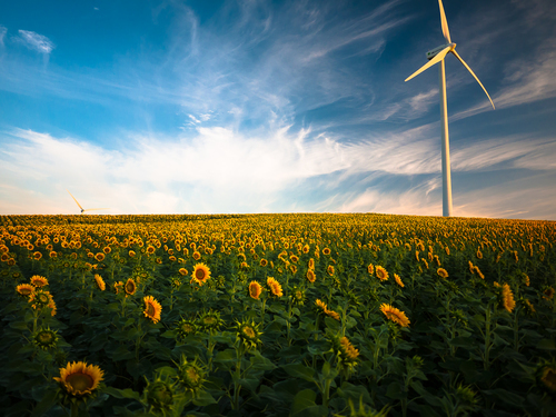 Girasoli e mulini a vento a Barbate