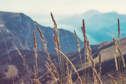 Cultivos en la naturaleza