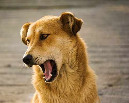 Zívající pes