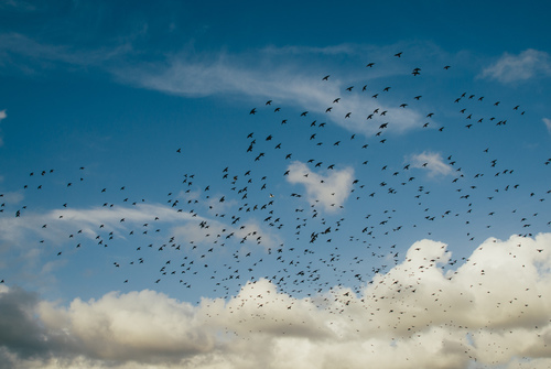 Ptáci na obloze
