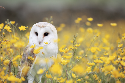 Owl among flowers