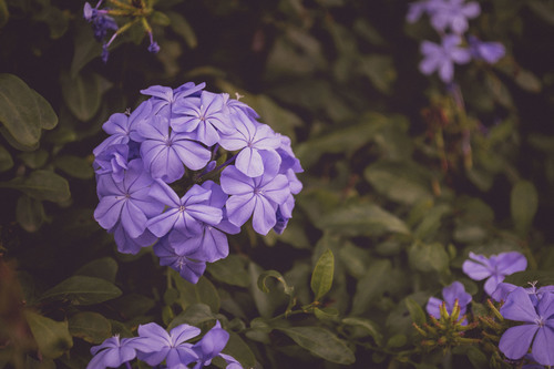 Violett blomma bild