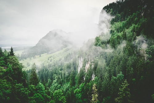 Bavarian forest