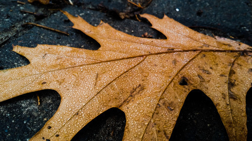 Imagen de hojas mojadas