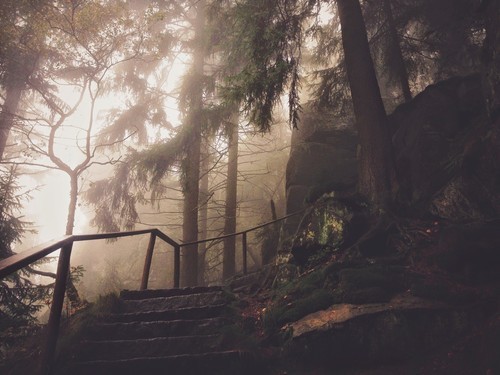 Escaleras de espeluznante bosque