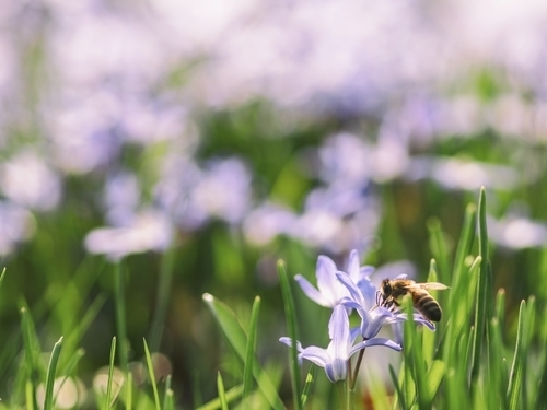 Bee in field