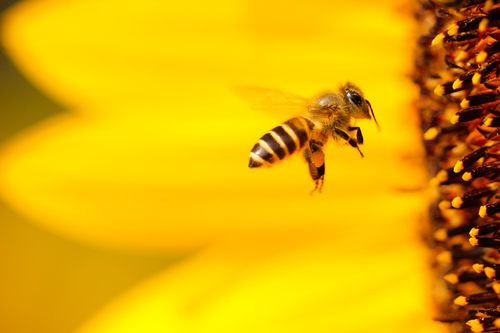 Bee on sunflowers