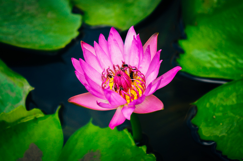 Blossomed pink flower