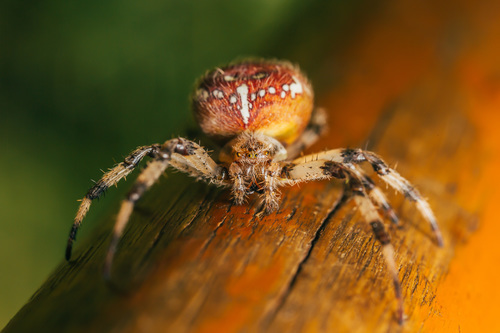 Colorate spider