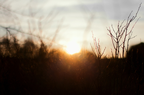 Sunset over trees