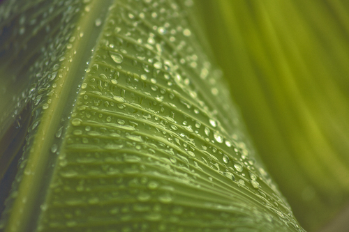 Feuilles mouillées