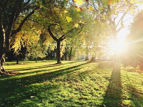 Sun trough trees