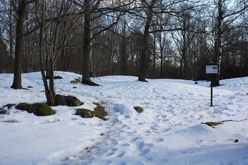 Vinterlandskap skog