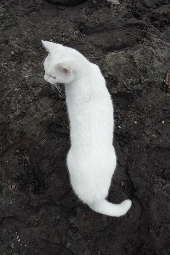 Hermoso gato blanco