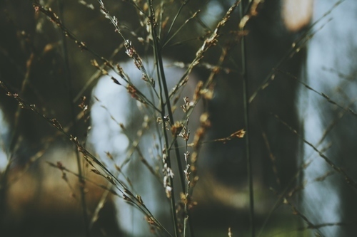 Bleak blades of grass