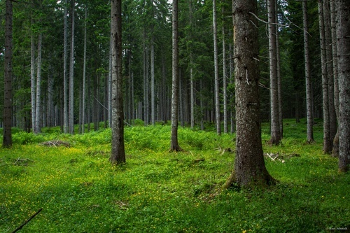 Green forest trees