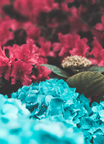Pembe ve mavi çiçekler