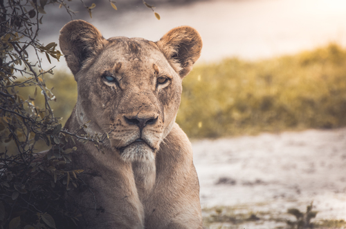 Blind Lioness