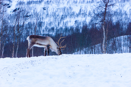 Cerfs dans la neige