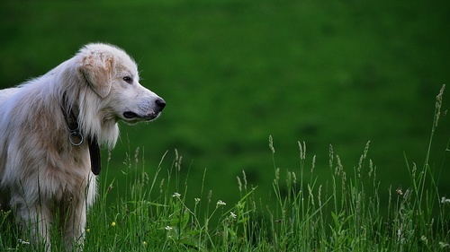 Блондинка собака в траві